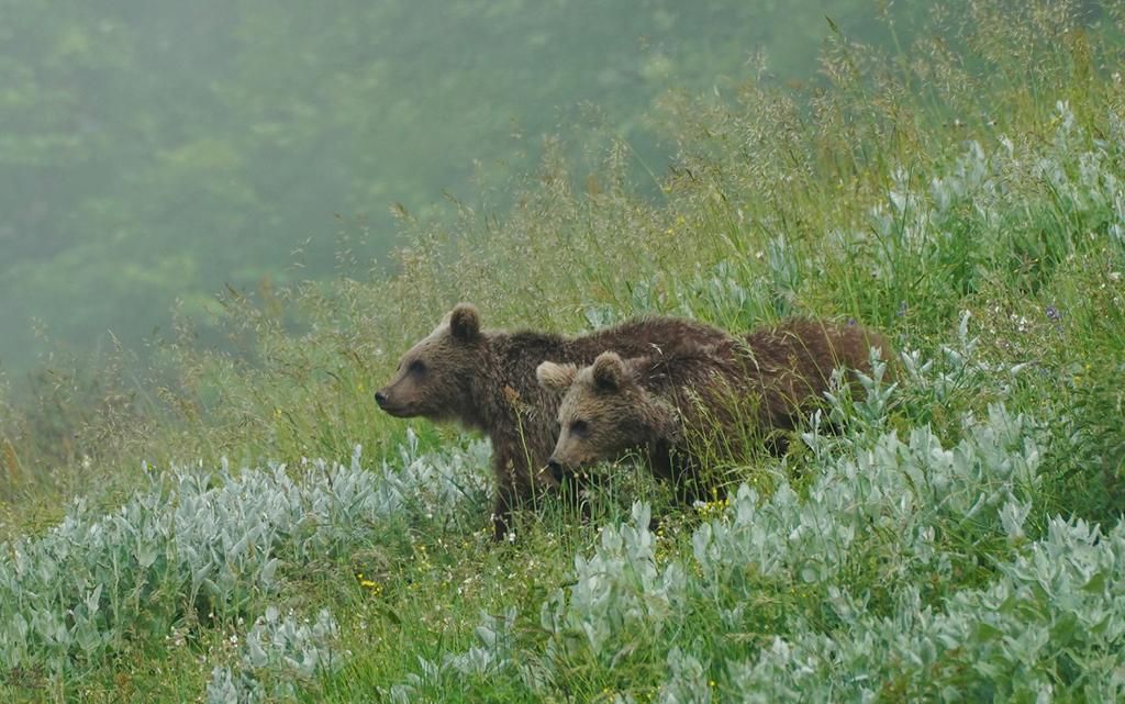 اهمیت حفاظت از خرس قهوه‌ای