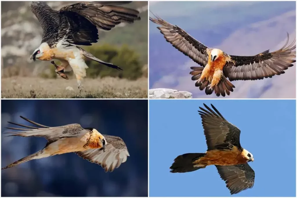 همای سعادت در آسمان ایران؛ پرنده‌ای که وعده نیک‌بختی می‌دهد