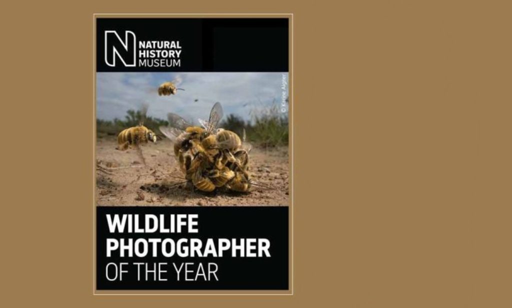 برندگان مسابقه عکاسی حیات وحش 2024 مشخص شدند؛ خواب خرس‌ قطبی