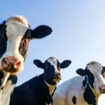 دانشمندان اولین گاو تراریخته جهان با توانایی تولید شیر حاوی انسولین را به دنیا آورده‌اند.