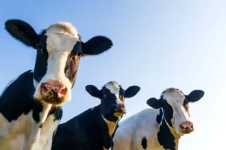 دانشمندان اولین گاو تراریخته جهان با توانایی تولید شیر حاوی انسولین را به دنیا آورده‌اند.