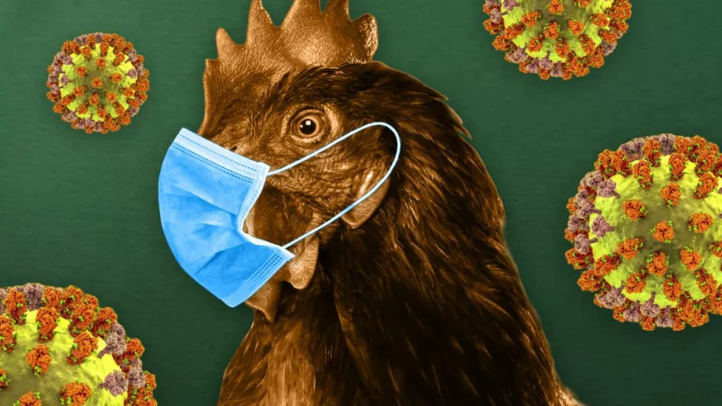 سازمان بهداشت جهانی: خطر انتقال آنفلوانزای پرندگان به انسان بسیار نگران‌کننده است.