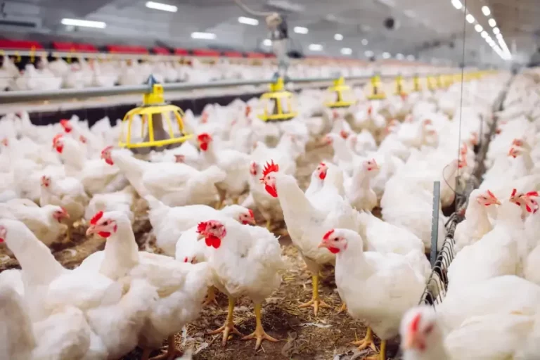 سازمان بهداشت جهانی: خطر انتقال آنفلوانزای پرندگان به انسان بسیار نگران‌کننده است