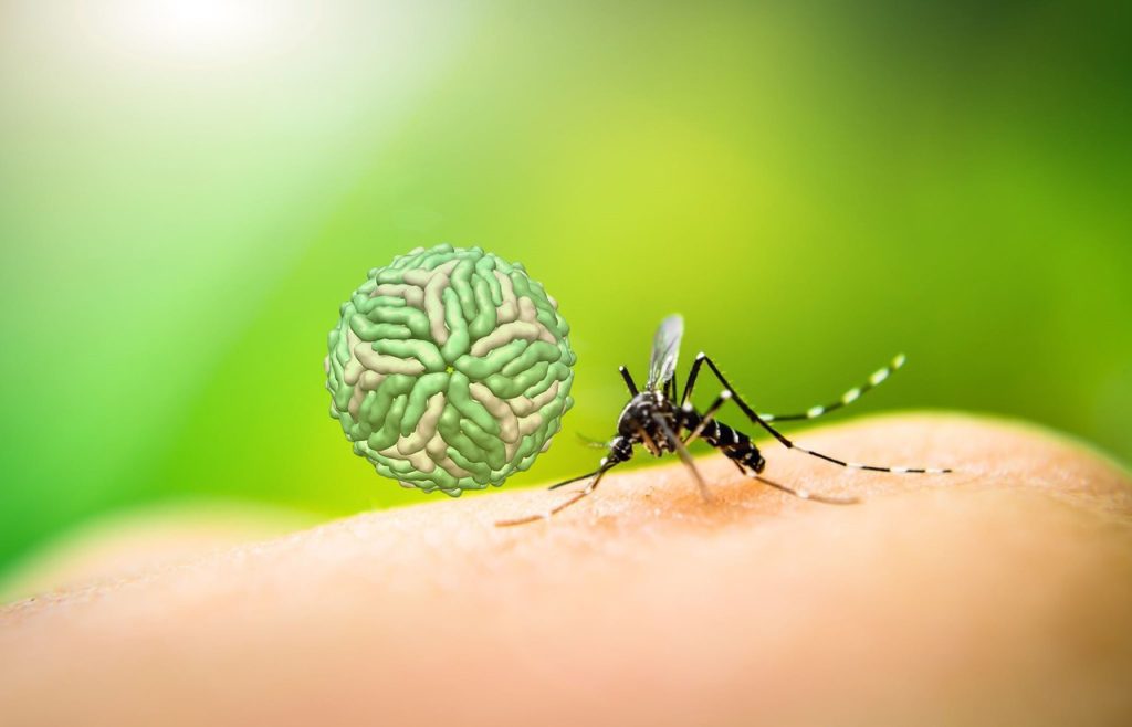 تب دنگی چیست؟ پیشگیری، درمان، کنترل و علایم بیماری تب Dengue